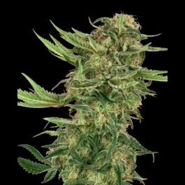 SS1530316 - SENSI SEEDS RESEARCH - N13 KUSH FEM | 3 SEMI