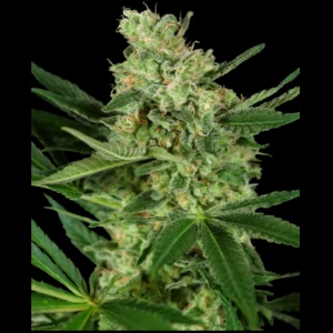 SS1530332 - SENSI SEEDS RESEARCH - PUMPKIN SPICE FEM | 3 GRAINES