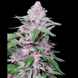 SS1531042 - SENSI SEEDS RESEARCH - PURPLE COOKIES KUSH FEM | 1 SEME