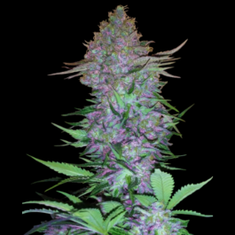 SS1530027 - SENSI SEEDS RESEARCH - PURPLE SKUNK AUTO FEM | 10 SEMI