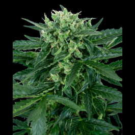 SS1530319 - SENSI SEEDS RESEARCH - SENSI AMNESIA AUTO FEM | 3 SEMI