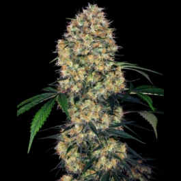 SS1530338 - SENSI SEEDS RESEARCH - SENSI AMNESIA XXL AUTO FEM | 3 SEMILLAS
