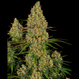 SS1530545 - SENSI SEEDS RESEARCH - STICKY ORANGE XXL AUTO FEM | 5 SEMI