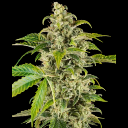 SS1530347 - SENSI SEEDS RESEARCH - SWEET & SOUR CREAM AUTOMATIC | 3 SEMI