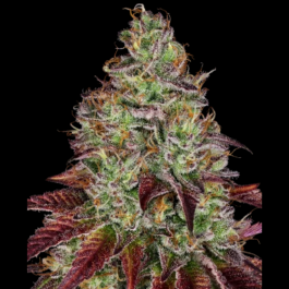 SS1530543 - SENSI SEEDS RESEARCH - TEZLA OG FEM | 5 SEMI