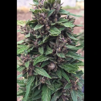SEX034100 - SEEDSALAD - AUTO PURPLE THERATONIC CBD FEM | 100 SEMI