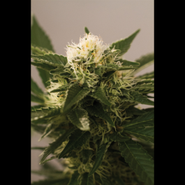 SEX030005 - SEEDSALAD - AUTO SOMANGO FEM | 5 SEMI