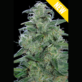 SEX051100 - SEEDSALAD - AUTO WHITE WIDOW XXL FEM | 100 SEMI