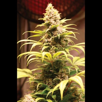 SEX04215PIP - SEEDSALAD - BANANA ICE CREAM XXL FEM (USA STRAIN) | 15+5 SEEDS FREE