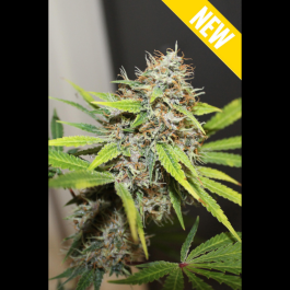 SEX052010 - SEEDSALAD - CARAMEL BUD FEM | 10 SEMI