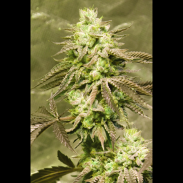 SEX03715PIPP - SEEDSALAD - GORILLA SKIT FEM (USA STRAIN) | 15+5 SEMI GRATIS