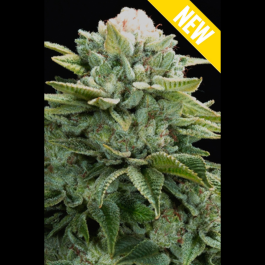 SEX054010 - SEEDSALAD - MOBY DICK XXL FEM | 10 SEMI