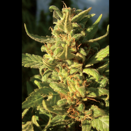 SEX023005 - SEEDSALAD - NORTHERN LIGHT FEM | 5 SEMI