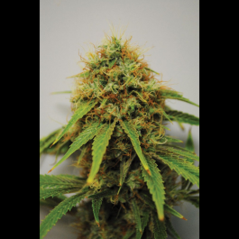 SEX0110100 - SEEDSALAD - REINA MADRE PIPETTA 100 SEMI FEMM