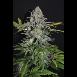 SEX012001 - SEEDSALAD - SUPER SKUNK FEM | 1 SEME