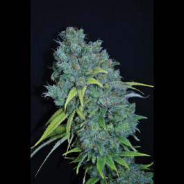 SEX00810 - SEEDSALAD - SWEET GRAPEFRUIT FEM | 10 SEMI