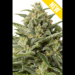 SEX057100 - SEEDSALAD - WHITE WIDOW XXL FEM | 100 SEMI