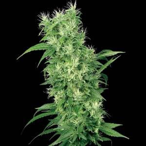 WL1520504 - WHITE LABEL - FEMALE MIX FEM | 5 SEMI