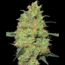 WL1520322 - WHITE LABEL - MASTER KUSH FEM | 3 SEMI