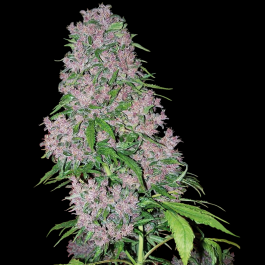WL1520515 - WHITE LABEL - PURPLE BUD FEM | 5 SEMI