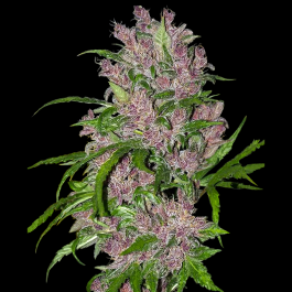 WL1520323 - WHITE LABEL - PURPLE BUD AUTOMATIC | 3 SEMI