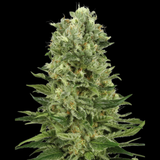 WL1520516 - WHITE LABEL - SKUNK #1 AUTOMATIC | 5 SEMI