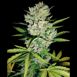 WL1520018 - WHITE LABEL - SUPER SKUNK AUTOMATIC | 10 SEMI