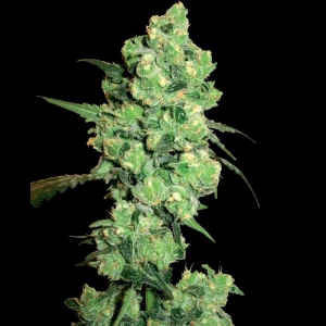 WL1520507 - WHITE LABEL - SUPER SKUNK FEM | 5 SEMILLAS