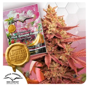 DP15352 - DUTCH PASSION - PINK BANANA RUNTZ FEM (LIMITED EDITION) | 5 SEMI