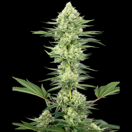 WL1520535 - WHITE LABEL - WHITE GORILLA HAZE FEM | 5 SEMI