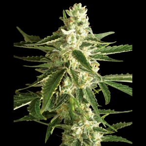 WL15202520 - WHITE LABEL - WHITE DIESEL HAZE AUTO | 5 SEMILLAS