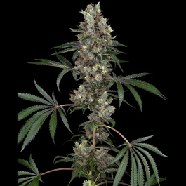 WL1520344 - WHITE LABEL - CHEMBERRIES FEM | 3 SEMI