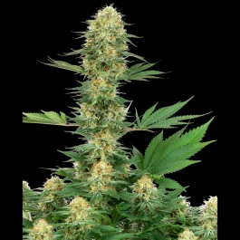 WL1520329 - WHITE LABEL - GELATO #420 FEM | 3 SEMI