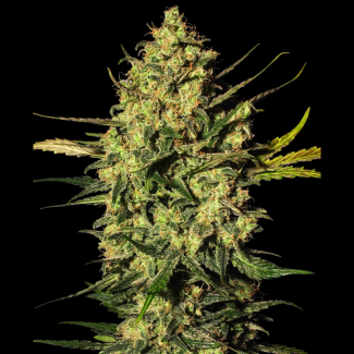 WL1520325 - WHITE LABEL - MASTER KUSH AUTOMATIC | 3 SEMI