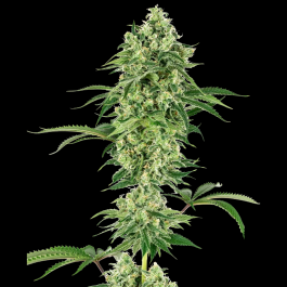 WL1520327 - WHITE LABEL - NICOLE HINDU KUSH FEM | 3 SEMI