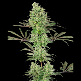 WL1520533 - WHITE LABEL - DOUBLE BANANA KUSH FEM | 5 SEMI