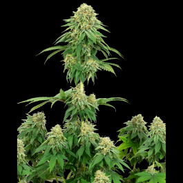 WL1520330 - WHITE LABEL - GIRL SCOUT COOKIES FEM | 3 SEMI