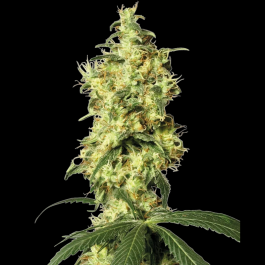 WL1520521 - WHITE LABEL - WHITE WIDOW AUTOMATIC FEM | 5 SEMI