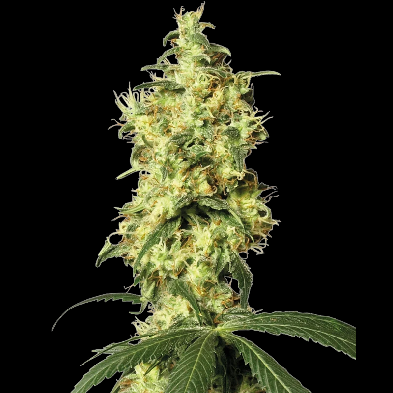 WL1520521 - WHITE LABEL - WHITE WIDOW AUTOMATIC FEM | 5 GRAINES