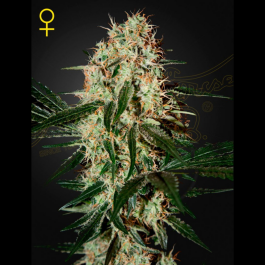 SGF1681 - GREEN HOUSE SEED CO. - ARJAN'S HAZE 3 FEM | 5 SEMI