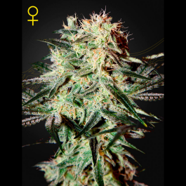 GH03FASH - GREEN HOUSE SEED CO. - ARJAN'S STRAWBERRY HAZE FEM | 3 SEMI