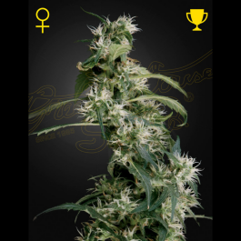 GHAUH25 - GREEN HOUSE SEED CO. - ARJAN'S ULTRA HAZE 2 (MANGO HAZE) FEM | 5 SEMI