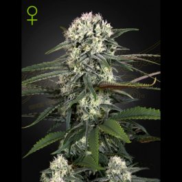 SGFF050017 - GREEN HOUSE SEED CO. - AUTO BOMB FEM | 5 SEMI
