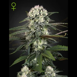 SGFF050017 - GREEN HOUSE SEED CO. - AUTO BOMB FEM | 5 SEMI