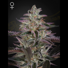 GHSBK5F - GREEN HOUSE SEED CO. - BANANA KRUMBLE FEM | 5 SEMI