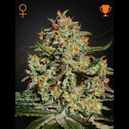 BBF5-GHSC - GREEN HOUSE SEED CO. - BIG BANG FEM | 5 SEMI