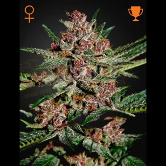 BUBKF - GREEN HOUSE SEED CO. - BUBBA KUSH FEM | 5 SEEDS
