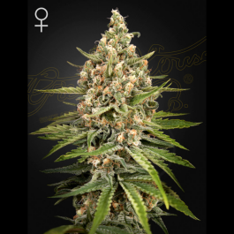 GHSBS03F - GREEN HOUSE SEED CO. - BUBBA SLUSH FEM | 3 SEMI