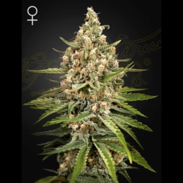 GHSBS05F - GREEN HOUSE SEED CO. - BUBBA SLUSH FEM | 5 SEEDS