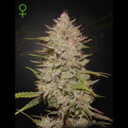GHCHCA05 - GREEN HOUSE SEED CO. - CHEMICAL CANDY AUTO FEM | 5 SEMI